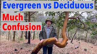 Evergreen vs Deciduous Confuses People Learn the Difference