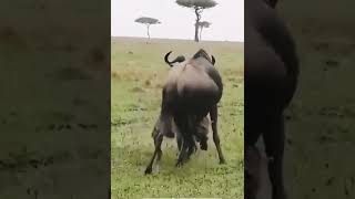 A dangerous hyena attack a wild cow. #shorts #youtubeshorts