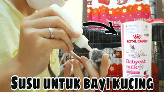 ANAK MILY DIBERI SUSU TAMBAHAN | BAYI KUCING 7 HARI