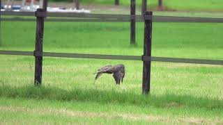 Donkere buizerd zat in het gras.