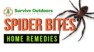 Do Home Remedies For Spider Bites Really Work?