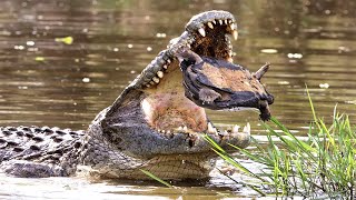 Crocodile tries to eat Turtle #shorts