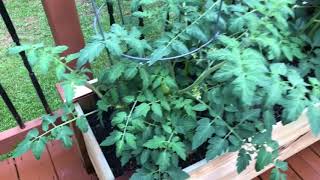 Vegetables grown in wooden boxes part two!