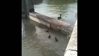 Locked In - Ducklings trapped in a lock