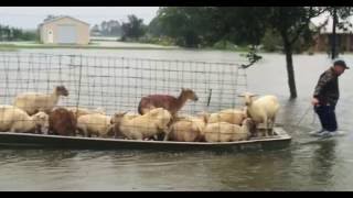 People Refuse To Leave Deadly Louisiana Floods To Save Helpless Animals From Drowning