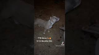 @TrendingTopicBullies #shorts #trending #viral #draco #americanbully #dog