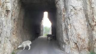 Black Hills Needles Highway