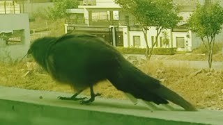 Beautiful Bird Resting On Way Home | For Birds Lover