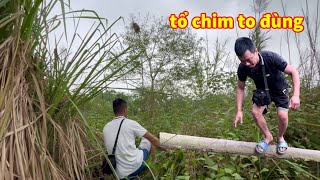 Đâu ae đi tìm tổ chim săn - và tìm tổ chim choè than