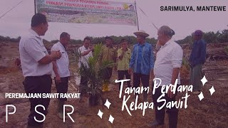 Tanam Perdana Kelapa Sawit PSR - Gapoktan Sarimulya Makmur