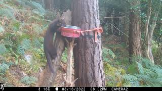 A fox, a badger and two pine martens at a drinker in Donard Forest