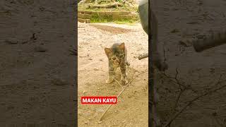 MAKAN KAYU #shorts #kucing #kucingimut #kucinglucu #kucingkampung #cats #viral #istanalokajaya