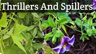 Plant Thrillers And Spillers "The Bliss Botanical Garden" [ Zone 7B Gardening Waldorf MD.] 🌱🍁🌷