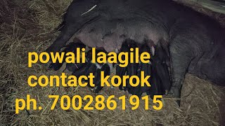 pig farm Assam || New born Hampshire cross piglets ||