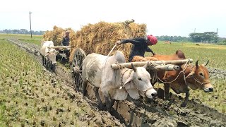 Paddy is taken from deep muddy water by bullock cart // Bullock cart videos