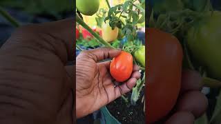 Tomatoes  | This Is My Season For Greatness #beginnergardener  #gardening #garden