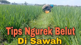 Cara mancing belut di sawah | Tips mancing belut sawah mudah dan sederhana