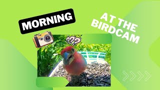 BirdCam: Morning Addition of Bird Feeding and the occasional Bird Fights