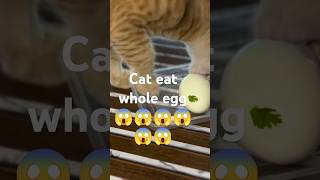 ASMR Cat Eats Egg | #asmrcat #asmregg #animalasmr #shorts