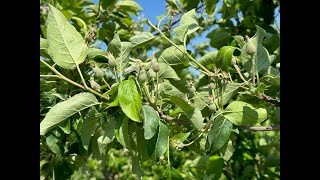 Western NY 8-12 mm Thinning Meeting