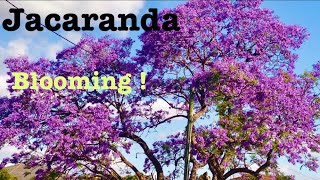 Jacaranda Season in Sydney #jacaranda I 4K HDR