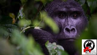 BBC Interviews CTPH on Tech for Gorillas in Bwindi