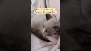 Quando falam que é nojento gato dentro de casa                                 #gatos #pets 😻