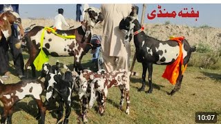 Bakra Mandi sahiwal mein bahut khubsurat bacchon wali bakriyan 03136805101 call Zafar Bakra TV