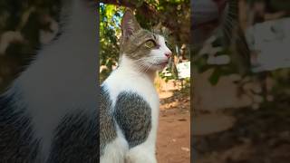 #cat #indiancat #africanmusic #shortvideo