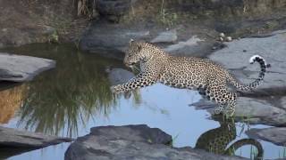 Leopards - Masai Mara - 2016