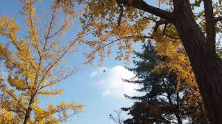 autumn, relaxing Music 24/7, Sleep Music, Stress Relief Music, Meditation Music, Study Music