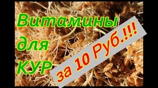 Витамины для кур