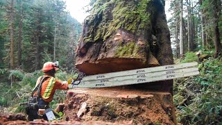 Amazing Fastest Cutting Huge Tree Skills With Chainsaw, Incredible Woodworking & Wood Crusher Tech