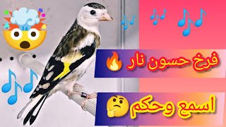 بتبتة فرخ حسون عمره 4شهور🐤 يغرد 🎶نار 🔥 مشاء الله