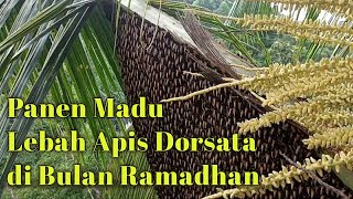 Proses pemanenan Lebah Apis Dorsata (Odeng)