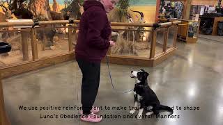 Luna's Puppy Head Start Board & Train™ | Boise Idaho Puppy Training