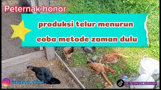 cara atau metode mengatasi indukan ayam produksi telur menurun