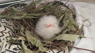 TINY WILD BABY BIRD🐦 (TAWNY FROGMOUTH) | 👍ANIMALS