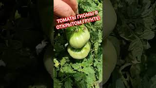 ТОМАТЫ ГНОМЫ в Открытом Грунте!