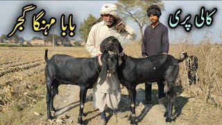 Top Class Black Goat 🐐 Of Baba Mehnga Gujjer