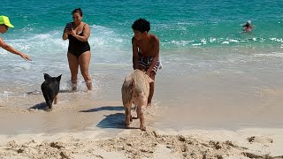 Swimming With Pigs in Paradis Island Nassau Bahamas|| Utopia of the Seas|| Part 4