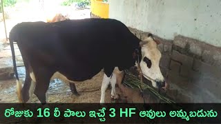 HF cows for sale 93928 71656 | hf అవులు అమ్మబడును | #agrinews