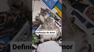 MINHA DEFINIÇÃO DO AMOR TE 4 PATINHA E UM OLHAR APAIXONANTE #gatos #amamosgatos #cat #gatosendogato