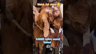 Ajmer Bakra Mandi live #goat #sheep #vlog #livestock #sojatbakra #explore #ajmerbakrashaukeen