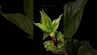 bunga Cherry #timelapse #tanaman #bunga #bungacantik