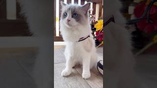 Un po’ di aria fresca oggi ☀️🥰 Alice ~ Blue Bicolor Ragdoll ❤️ @iblearagdoll #cat #ragdoll #short