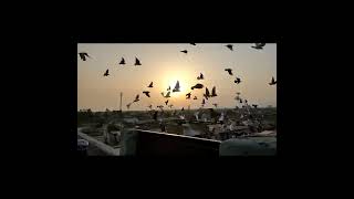 Ali fakir ka kabotar #viralvideo#kabutarshorts lovely   pigeons Tank