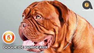 TOP 10 dog breeds which like mafia gangs