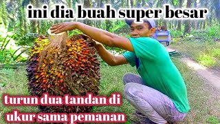 buah sawit ini besarnya satu kereta dorong(angkong)