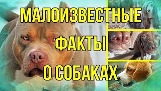 Двухносые..собаки наркоманы..противотанковые собаки и многое другое